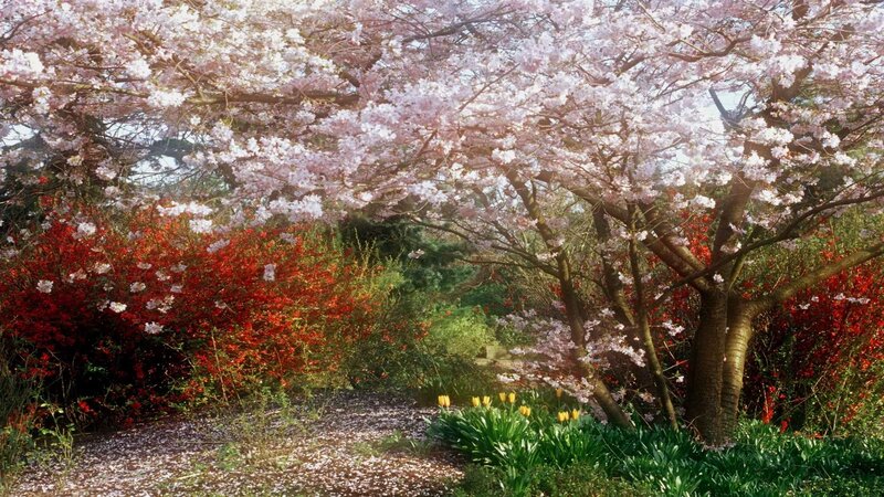 Cherry Blossom Trees — Pink, Serene, Spring, Photograph, Bushes, Tulips, Path, Red, Green