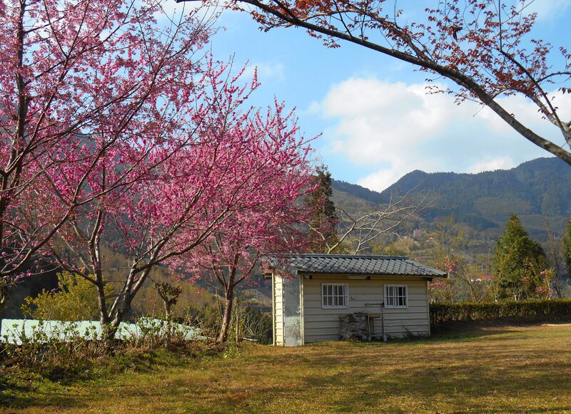 Cherry Blossom Trees — Pink, Serene, Spring, Photograph, Cottage