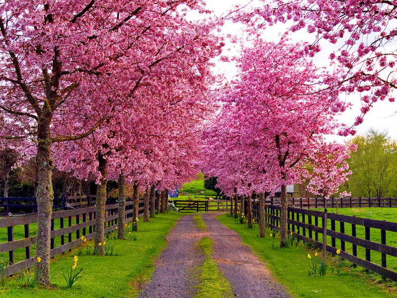 Cherry Blossom Trees — Pink, Serene, Spring, Photograph, Fence, Path, Daffodils