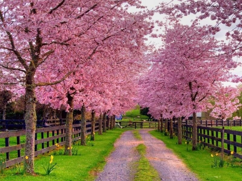 Cherry Blossom Trees — Pink, Serene, Spring, Photograph, Fence, Path, Grass
