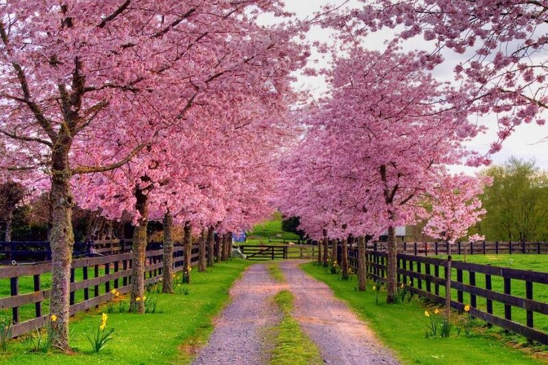 Cherry Blossom Trees — Pink, Serene, Spring, Photograph, Fence, Path