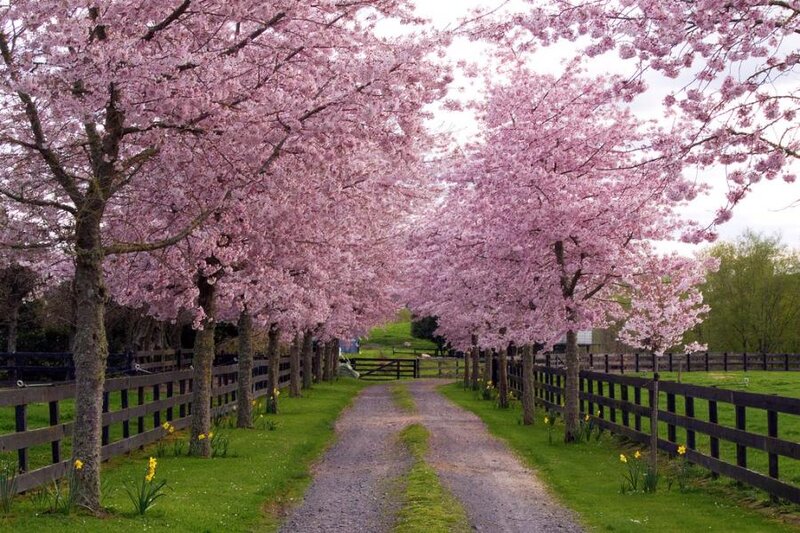 Cherry Blossom Trees — Pink, Serene, Spring, Photograph, Fences, Path