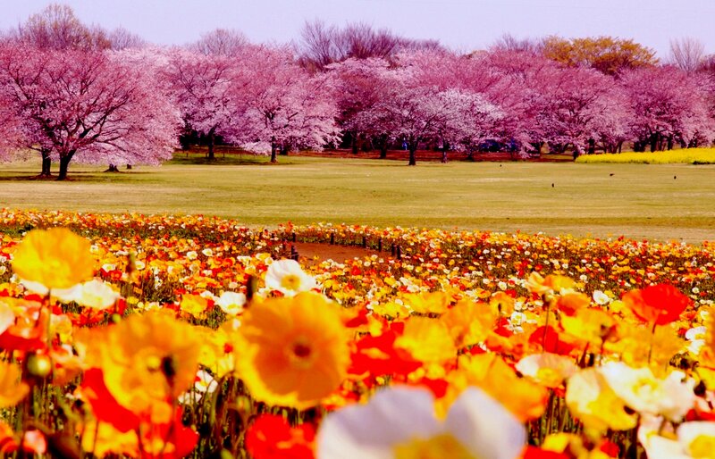 Cherry Blossom Trees — Pink, Serene, Spring, Photograph, Flower Field