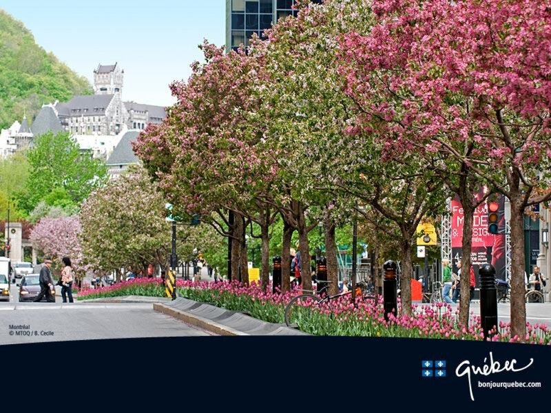Cherry Blossom Trees — Pink, Serene, Spring, Photograph, Flowers, Buildings