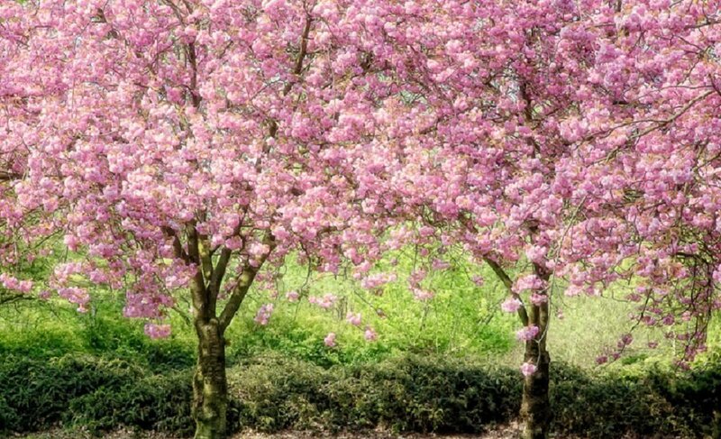 Cherry Blossom Trees — Pink, Serene, Spring, Photograph, Flowers, Bushes