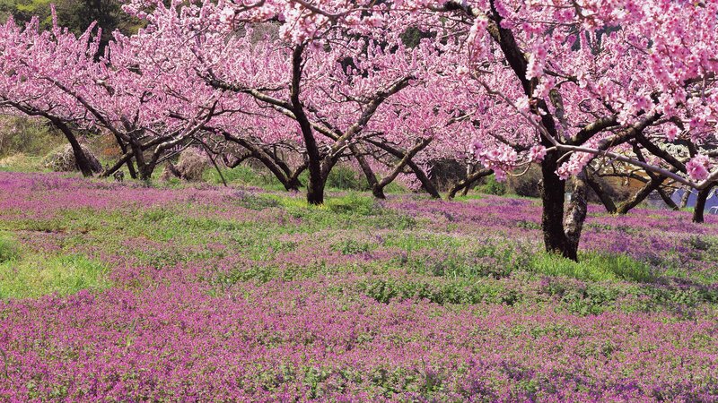 Cherry Blossom Trees — Pink, Serene, Spring, Photograph, Flowers, Field, Green