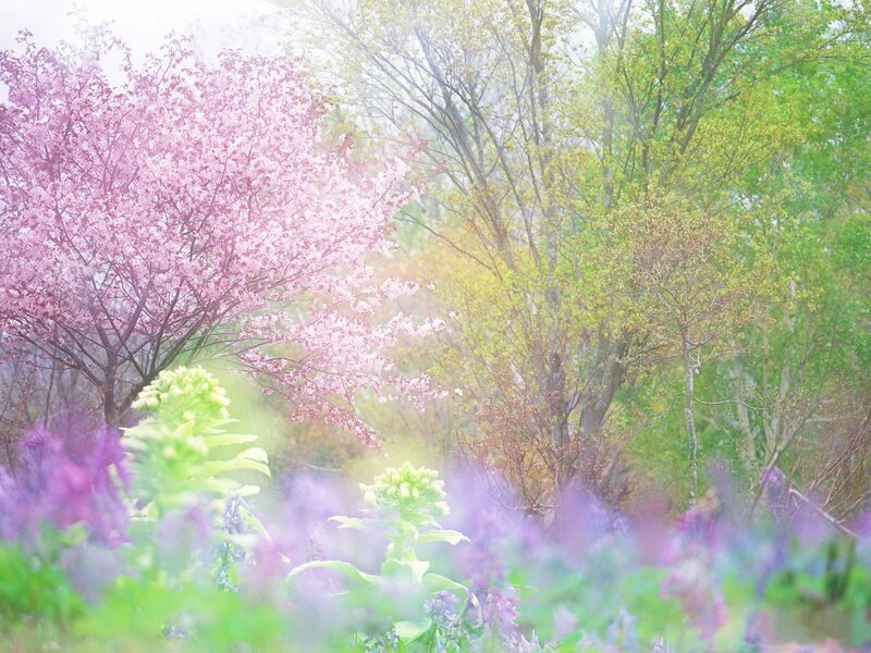 Cherry Blossom Trees — Pink, Serene, Spring, Photograph, Flowers, Fog, Green