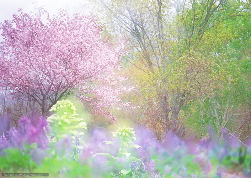 Cherry Blossom Trees — Pink, Serene, Spring, Photograph, Flowers, Fog