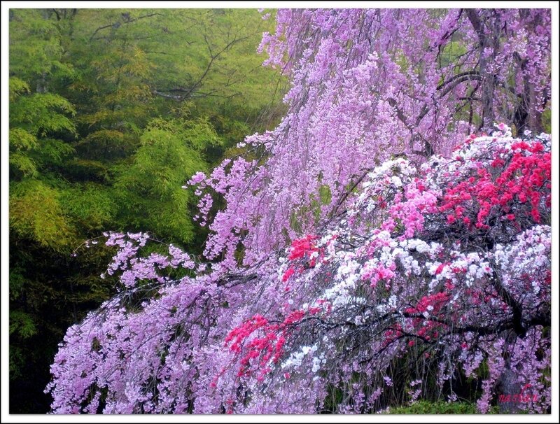 Cherry Blossom Trees — Pink, Serene, Spring, Photograph, Flowers, Forest