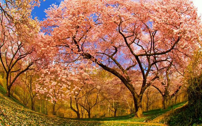 Cherry Blossom Trees — Pink, Serene, Spring, Photograph, Flowers, Grass, Path