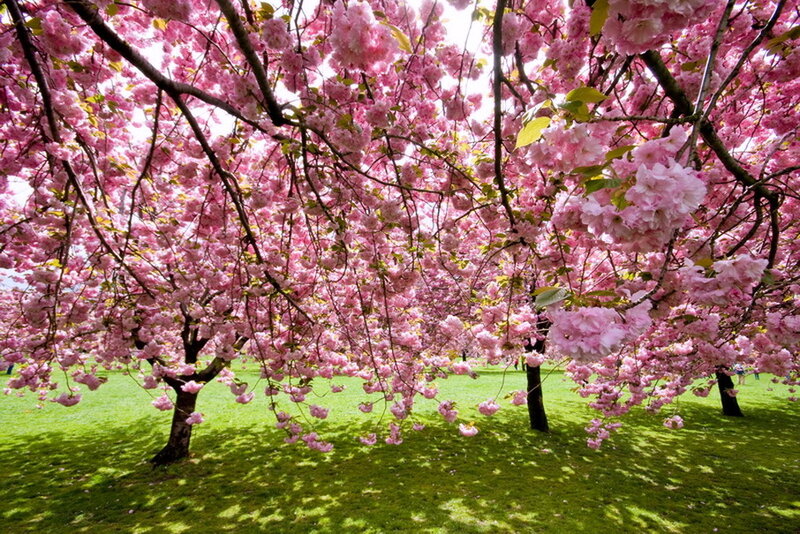 Cherry Blossom Trees — Pink, Serene, Spring, Photograph, Flowers, Grass
