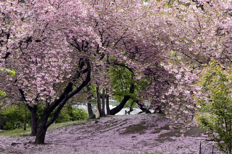 Cherry Blossom Trees — Pink, Serene, Spring, Photograph, Flowers, Ground