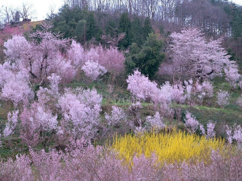 Cherry Blossom Trees — Pink, Serene, Spring, Photograph, Flowers, Hillside
