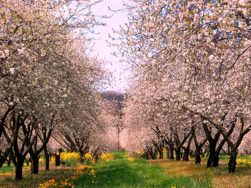 Cherry Blossom Trees — Pink, Serene, Spring, Photograph, Flowers