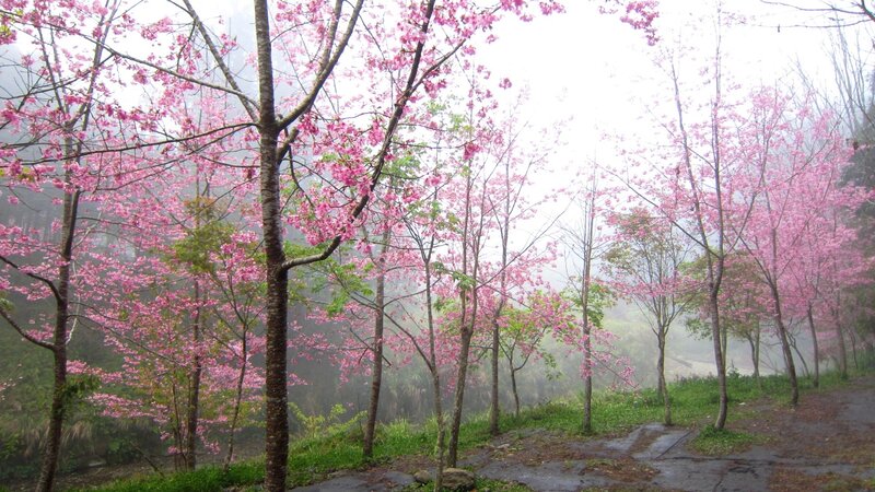 Cherry Blossom Trees — Pink, Serene, Spring, Photograph, Fog, Path