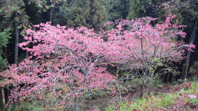 Cherry Blossom Trees — Pink, Serene, Spring, Photograph, Forest, Flowers