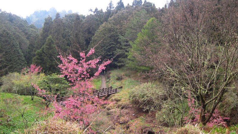 Cherry Blossom Trees — Pink, Serene, Spring, Photograph, Forest, Path