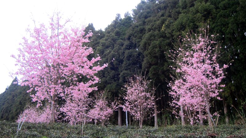 Cherry Blossom Trees — Pink, Serene, Spring, Photograph, Forest