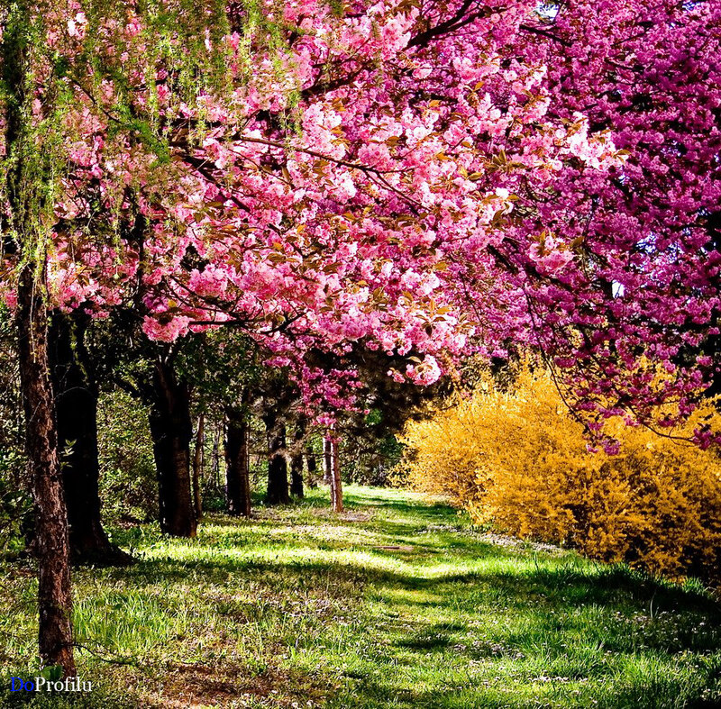 Cherry Blossom Trees — Pink, Serene, Spring, Photograph, Grass, Bushes