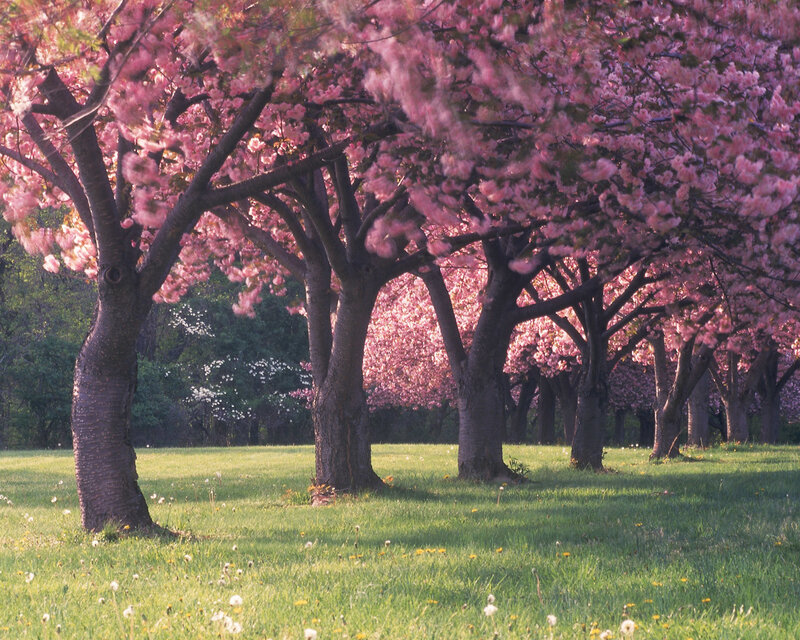 Cherry Blossom Trees — Pink, Serene, Spring, Photograph, Grass, Flowers, Dandelions