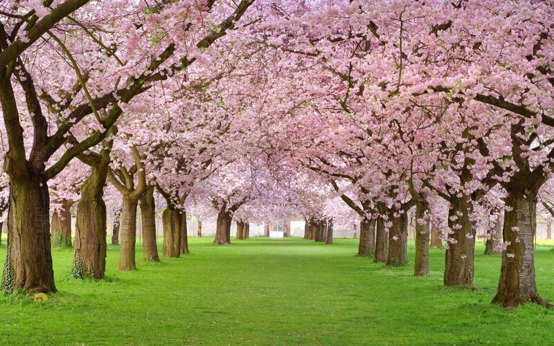Cherry Blossom Trees — Pink, Serene, Spring, Photograph, Grass, Flowers, Path