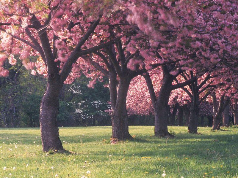 Cherry Blossom Trees — Pink, Serene, Spring, Photograph, Grass, Flowers