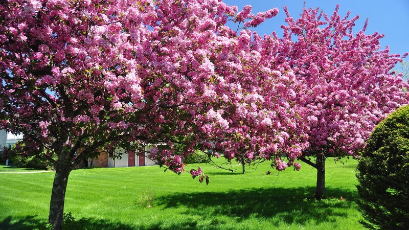 Cherry Blossom Trees — Pink, Serene, Spring, Photograph, Grass, House