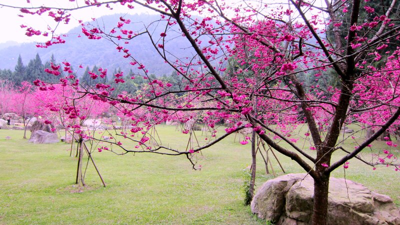 Cherry Blossom Trees — Pink, Serene, Spring, Photograph, Grass, Mountain