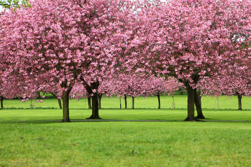 Cherry Blossom Trees — Pink, Serene, Spring, Photograph, Grass, Park