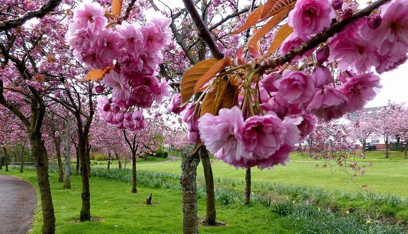 Cherry Blossom Trees — Pink, Serene, Spring, Photograph, Grass, Path, Building