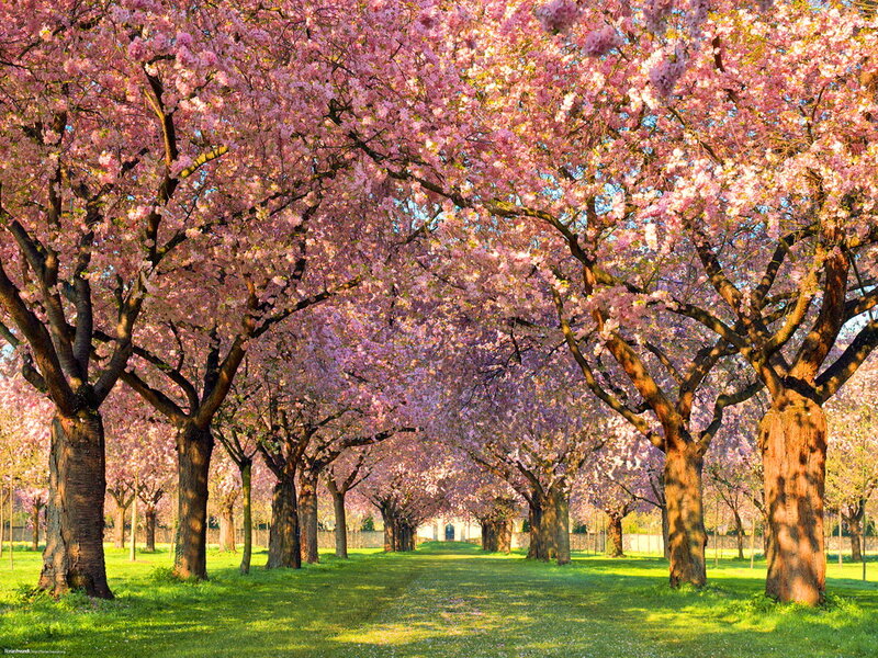 Cherry Blossom Trees — Pink, Serene, Spring, Photograph, Grass, Path, Sky