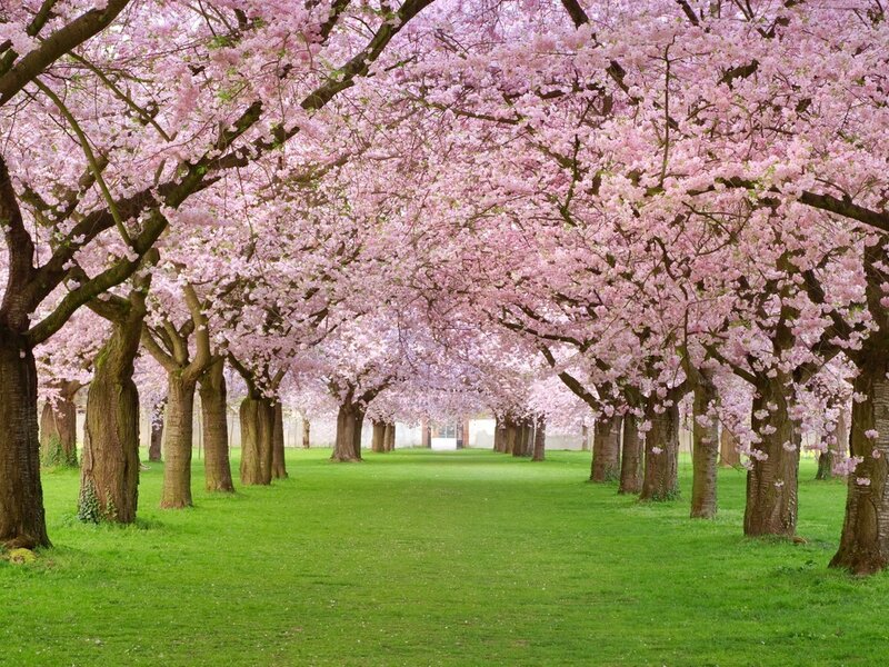 Cherry Blossom Trees — Pink, Serene, Spring, Photograph, Grass, Path