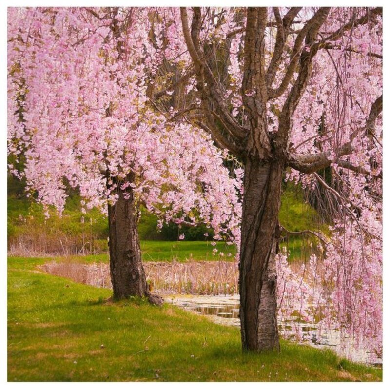 Cherry Blossom Trees — Pink, Serene, Spring, Photograph, Grass, Pond