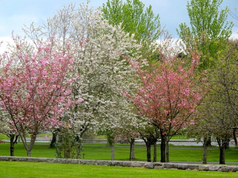 Cherry Blossom Trees — Pink, Serene, Spring, Photograph, Grass, River
