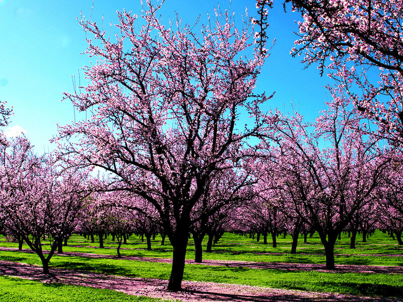Cherry Blossom Trees — Pink, Serene, Spring, Photograph, Grass, Sky