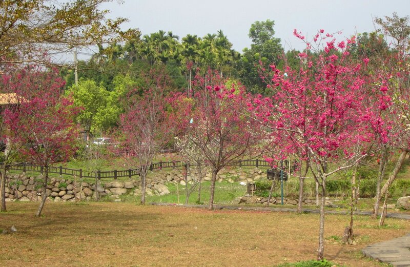 Cherry Blossom Trees — Pink, Serene, Spring, Photograph, Grass, Stone Wall