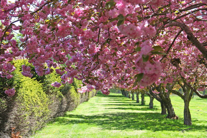 Cherry Blossom Trees — Pink, Serene, Spring, Photograph, Grass