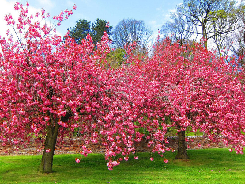 Cherry Blossom Trees — Pink, Serene, Spring, Photograph, Grass, Wall