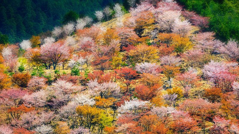 Cherry Blossom Trees — Pink, Serene, Spring, Photograph, Hillside, Forest