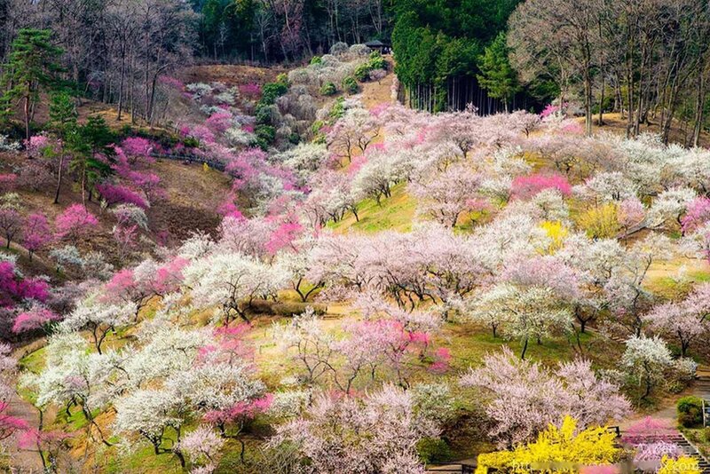 Cherry Blossom Trees — Pink, Serene, Spring, Photograph, Hillside