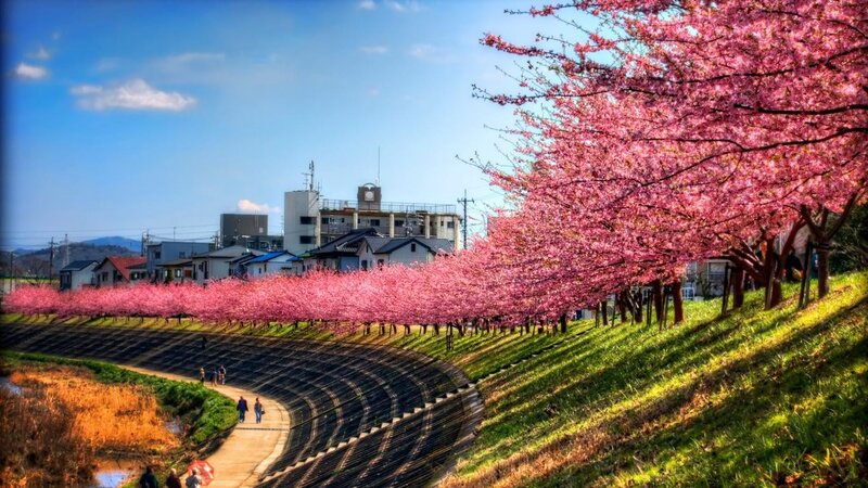 Cherry Blossom Trees — Pink, Serene, Spring, Photograph, Houses, Path