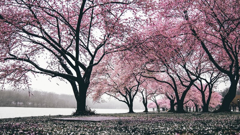 Cherry Blossom Trees — Pink, Serene, Spring, Photograph, Lake