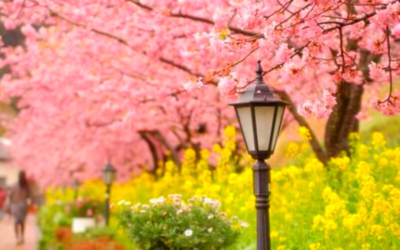 Cherry Blossom Trees — Pink, Serene, Spring, Photograph, Lamppost