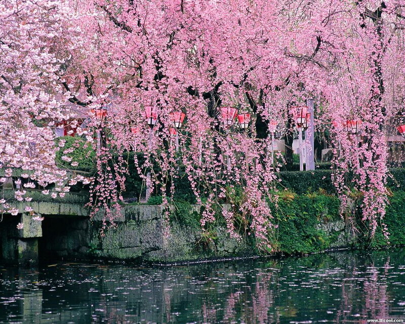 Cherry Blossom Trees — Pink, Serene, Spring, Photograph, Lamps