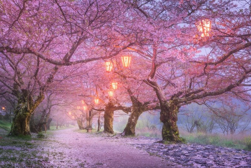 Cherry Blossom Trees — Pink, Serene, Spring, Photograph, Lanterns, Path, Fog