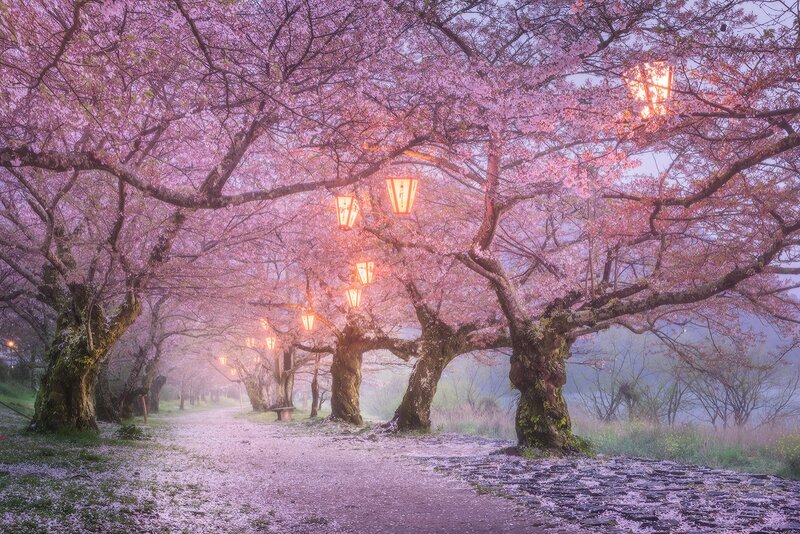Cherry Blossom Trees — Pink, Serene, Spring, Photograph, Lanterns, Path
