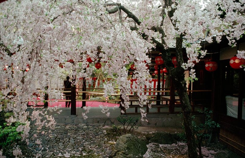 Cherry Blossom Trees — Pink, Serene, Spring, Photograph, Lanterns
