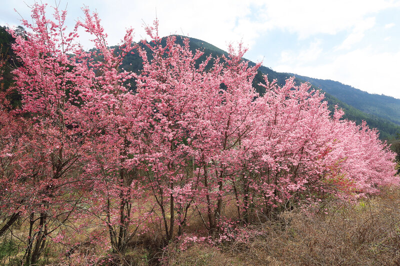 Cherry Blossom Trees — Pink, Serene, Spring, Photograph, Mountain, Sky