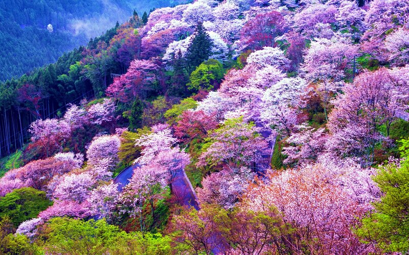 Cherry Blossom Trees — Pink, Serene, Spring, Photograph, Mountain