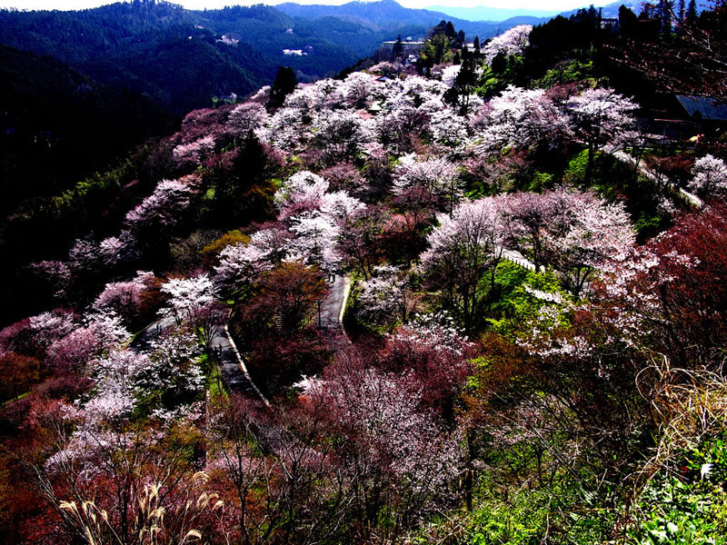 Cherry Blossom Trees — Pink, Serene, Spring, Photograph, Mountains
